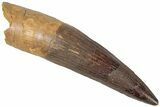 Real Fossil Spinosaurus Tooth - Restored Tip #310165-1